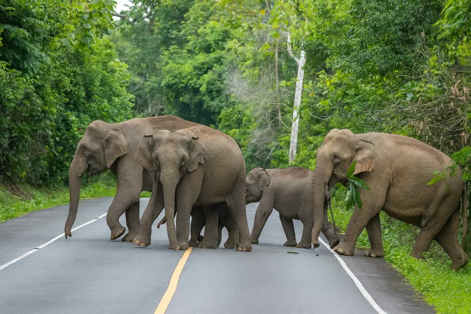 Grandma Elephant